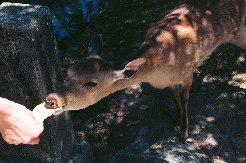 鹿のアップ写真2